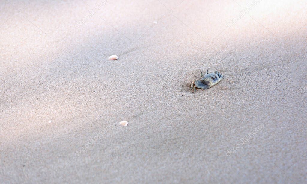 Ghost crab,Ocypode or Ocypodidae on the beach.