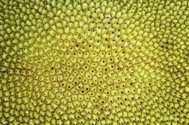 Jackfruit üzerindeki dikenli desenlerin makro fotoğrafçılığı.