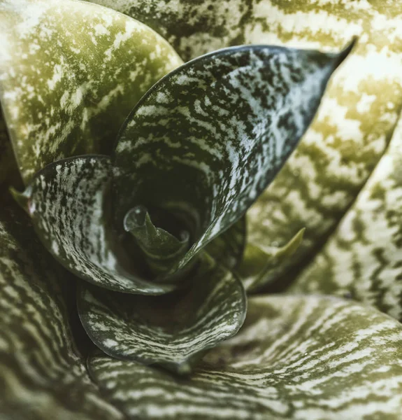 Sansevieria Trifasciata Viper Bowstring Hemp Snake Plant — Zdjęcie stockowe