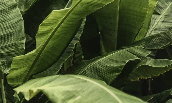 緑のバナナは自然の中で葉 色はトーン — ストック写真