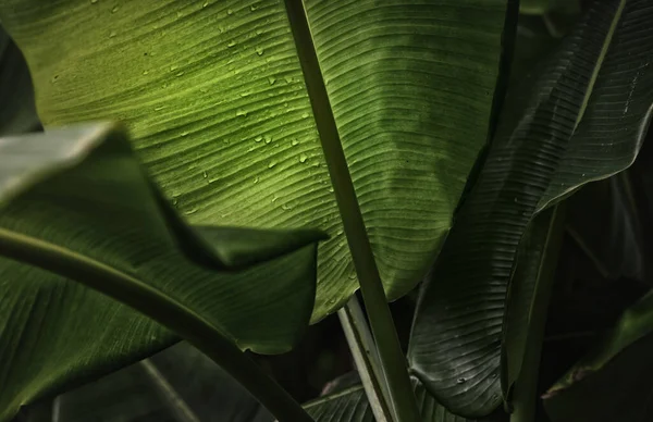 Zelené Banánové Listy Přírodě Barevně Tónované — Stock fotografie