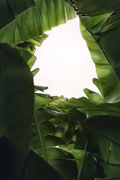 Green Banana Leaves Nature Color Toned — Zdjęcie stockowe