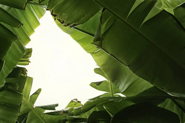 Zelené Banánové Listy Přírodě Barevně Tónované — Stock fotografie