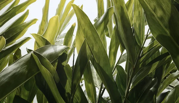 Green Leaf Pattern Herb Alpinia Galanga Soft Pastel Color Toned — Stock Photo, Image