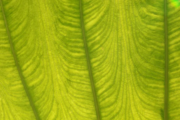 Detalles Las Hojas Colocasia Gigantea Oreja Elefante Gigante Taro Indio — Foto de Stock