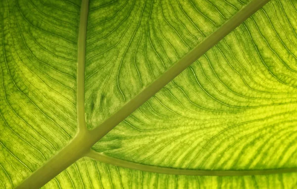 Detailes Leaves Colocasia Gigantea Giant Elephant Ear Indian Taro — Foto de Stock