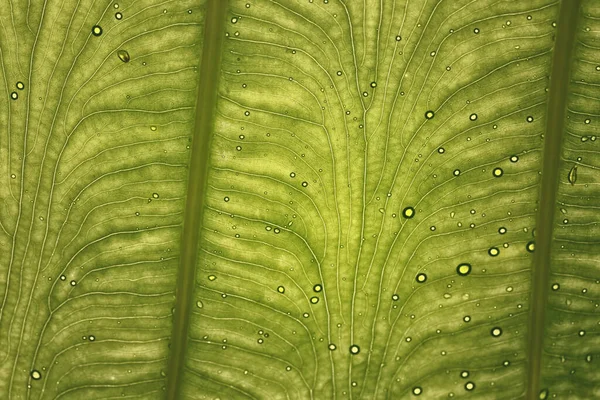 Details Der Blätter Colocasia Gigantea Riesenelefantenohr Indischer Taro — Stockfoto