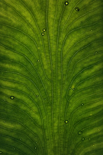 Details Der Blätter Colocasia Gigantea Riesenelefantenohr Indischer Taro — Stockfoto