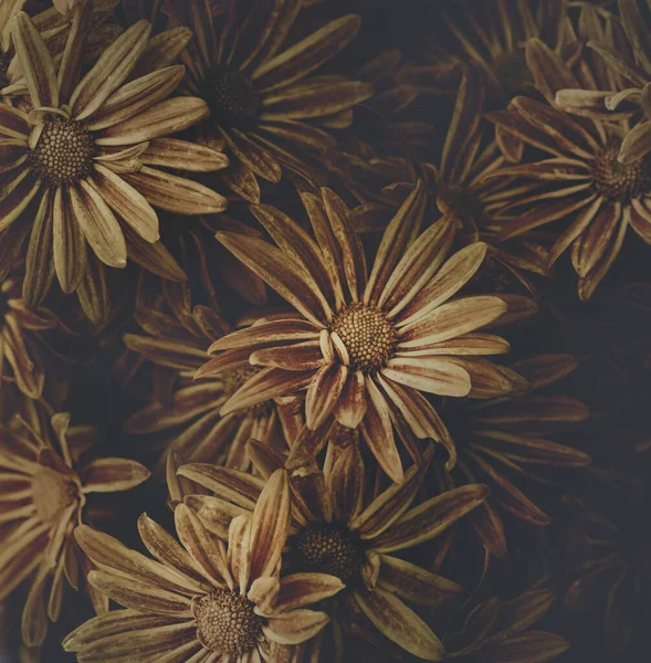 Άγρια Daysies Λουλούδι Στον Κήπο Χρώμα Τονισμένο Και Τετράγωνο Σχήμα — Φωτογραφία Αρχείου