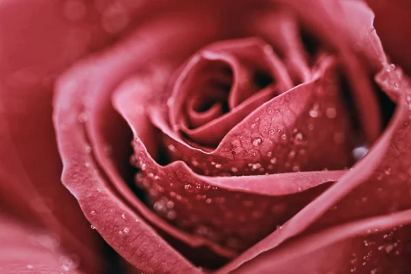 Rose Sfondo Floreale San Valentino Vista Attraverso Finestra Del Giorno — Foto Stock