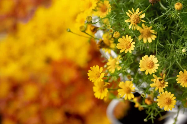 Beyaz Gül 'ün yumuşak odağı, Sevgililer Günü için çiçek arkaplanı.