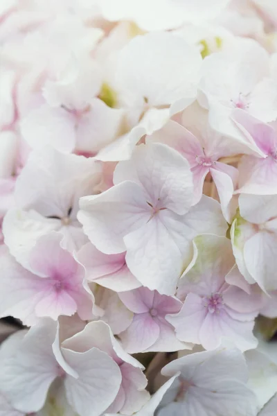 Bílá Růžová Béžová Květina Kvetoucí Zahradě Makro Fotografie Květin Valentýna — Stock fotografie