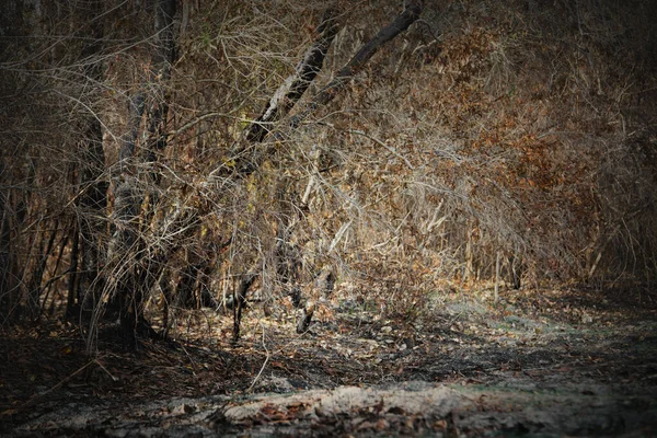 Asya 'da yağmur ormanlarının tahrip edilmesi. Küresel ısınma, ekoloji kavramı..