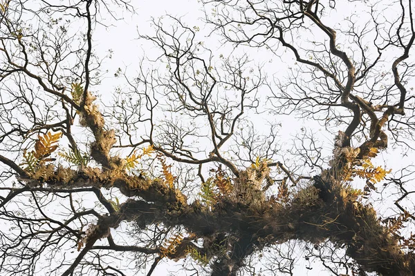Kahle Äste Des Baumes Mit Abgestorbenen Farnblättern Vor Hellem Himmel — Stockfoto