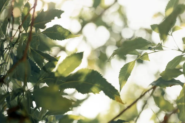 Сонячне Світло Проходить Через Гілку Зеленого Дерева Вранці — стокове фото
