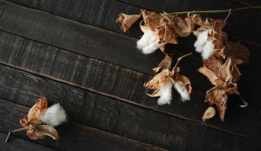Koyu ahşap arka planda pamuk dalı. Nazik ve yumuşacık