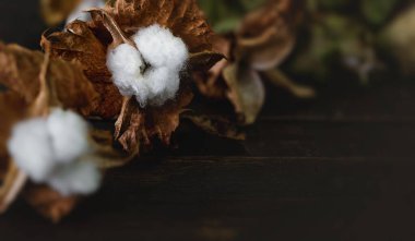 Koyu ahşap arka planda pamuk dalı. Nazik ve yumuşacık
