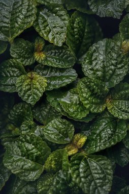 Yeşil renkli Charlie 'nin (Pilea Nummulariifolia) arka plan için yaprakları. Makro fotoğrafçılık.