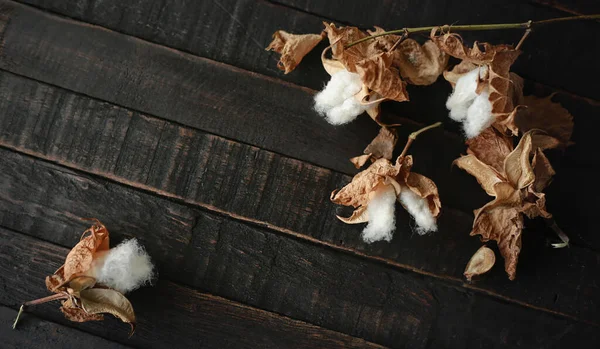 Koyu ahşap arka planda pamuk dalı. Nazik ve yumuşacık