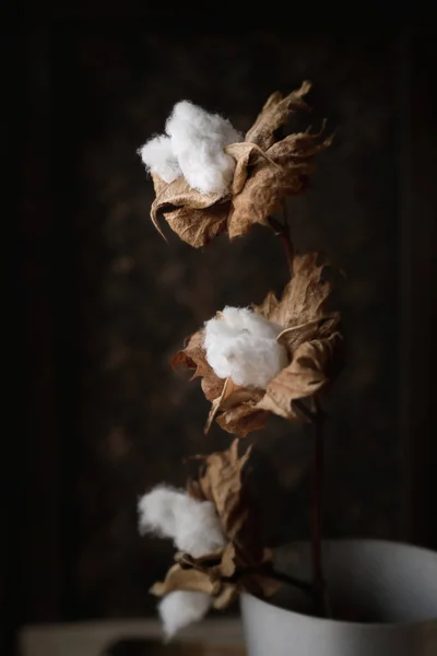 Beautiful White Cotton Flowers Dark Background Delicate Fluffy Flowers Low — ストック写真