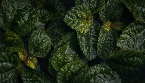 Nahaufnahme Von Grünen Grauen Charlie Blättern Pilea Nummulariifolia Für Den — Stockfoto