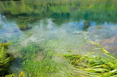 Huka Rapids 'deki Waikato Nehri' nin kenarlarına kadar büyüyen doğal çalı ve ağaçlar.