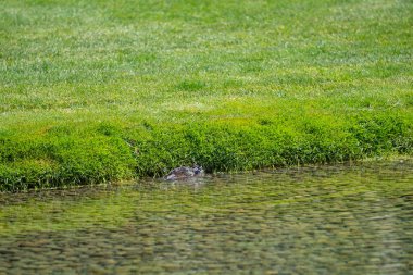 Çimenler göletin kenarına kadar büyür. Sığ, taştan tabanı ve taştan bir su sıçraması vardır..