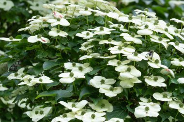 Şatafatlı yeşillikler ve beyaz çiçeklerle süslü çalı ağaçları..