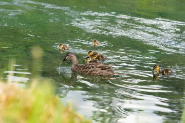 Nehir kıyısında ördek ve ördek yavruları.