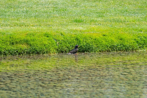 Grama Gramado Cresce Para Borda Lagoa Com Fundo Pedregoso Raso — Fotografia de Stock