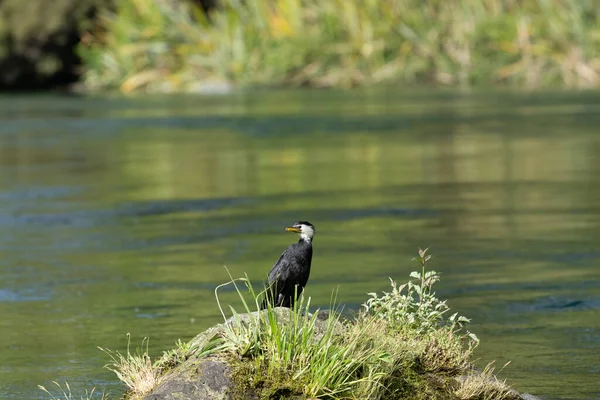 Little Shag Cormorant Looking Backward Side Waikato River — Stock Photo, Image