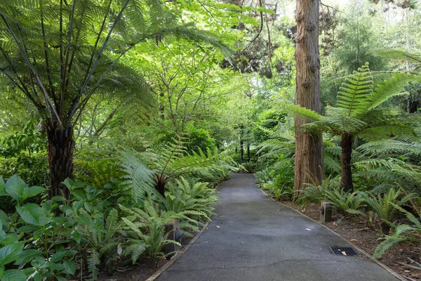 Camino Pista Que Conduce Través Nueva Zelanda Arbusto Nativo — Foto de Stock