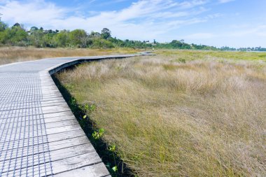 Daisy Hardwick Walk winds through luxuriant green bush and across open wetlands