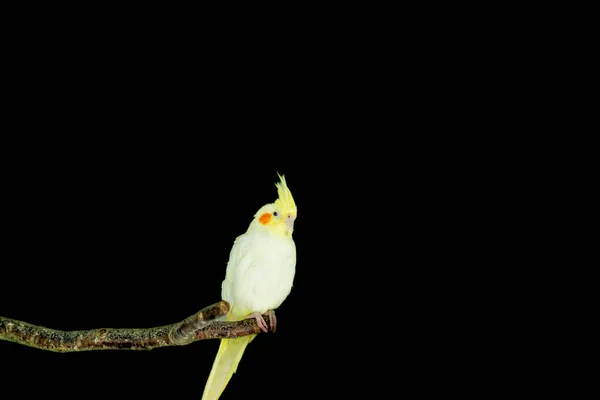 White Cockatiel Yellow Crest Orange Cheecks Perch — ストック写真