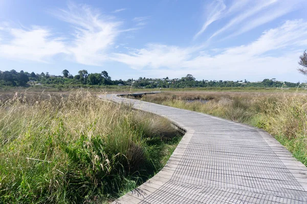 Daisy Hardwick Walk Winds Luxuriant Green Bush Open Wetlands — Foto de Stock