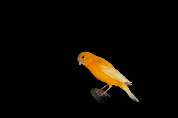 Orange Factor Caged Canary — Stockfoto