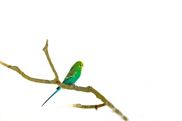 Budgie Branch Isolated White — Stockfoto