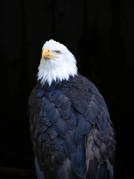 Retrato Águila Calva Aislado Negro — Foto de Stock