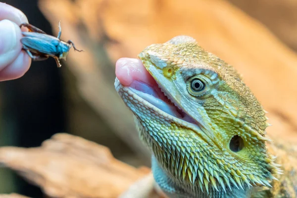 Pet Frilled Dragon Lizard Being Feed Cricket Favorite Food — Stockfoto