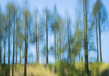 Impressionist effect of blurred vertical camera movement green Norfolk Pine trees against blue sky.