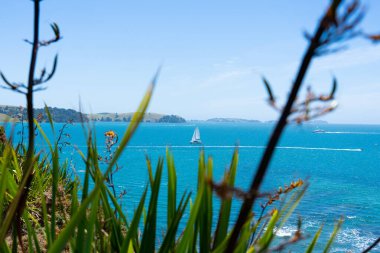 View across through defocussed foreground flax across gulf from Motuihe Island.