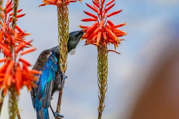 New Zealand Tui Nectar Feeding Red Succulent Flower — Fotografie, imagine de stoc