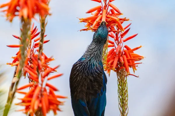 New Zealand Tui Nectar Feeding Red Succulent Flower — Stockfoto