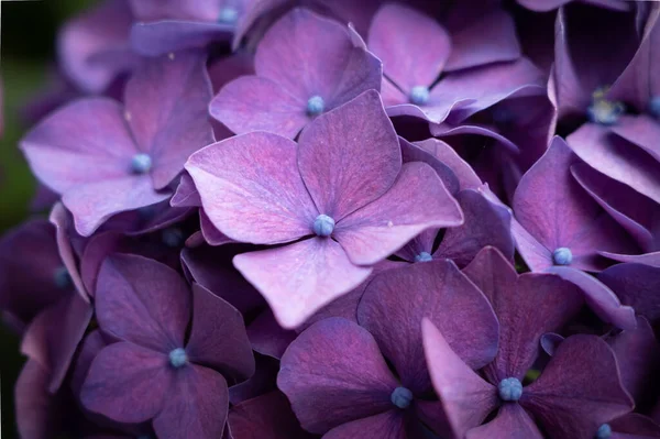 Purple Hydrangea Flower Close — ストック写真