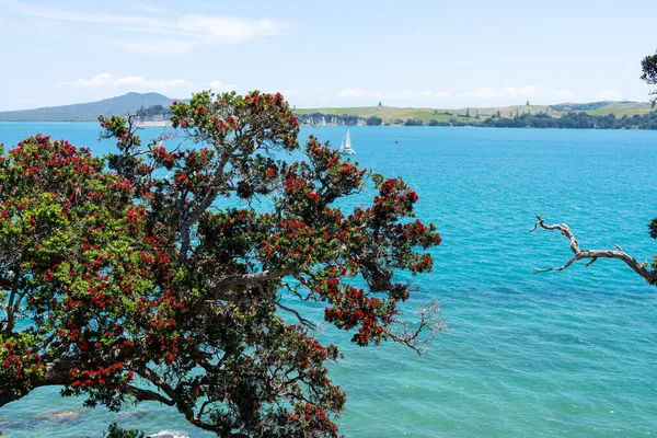 View Coastal Pohutukawa Tree Foreground Hauraki Gulf Motuihe Island Volcanic — Foto de Stock