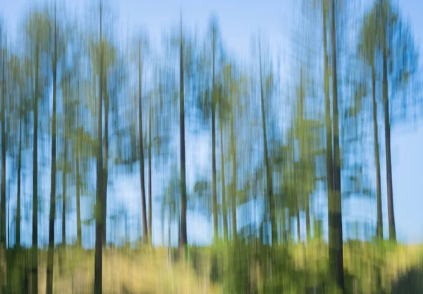 Impressionist Effect Blurred Vertical Camera Movement Green Norfolk Pine Trees — Stockfoto