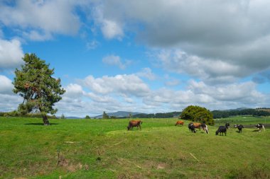 Cattle grazing in rural landscape.