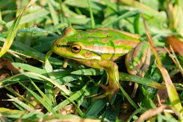 Frog Grass Camouflaged Greens — Stock Photo, Image