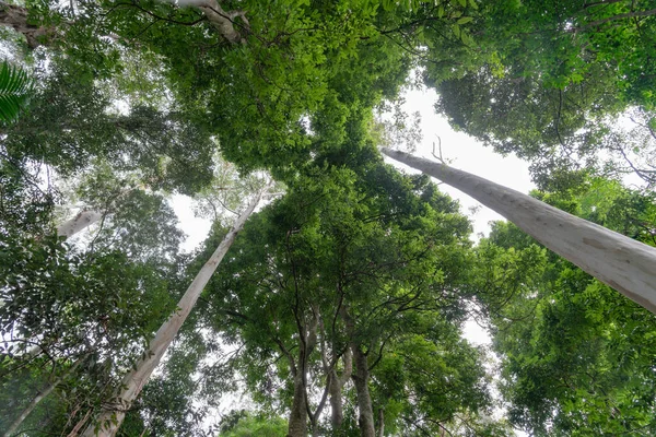 Vista Hacia Arriba Dosel Selva Tropical Australiana Con Líneas Líderes — Foto de Stock