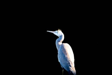 Siyah üzerine izole edilmiş, beyaz yüzlü balıkçıl çocuk portresi..